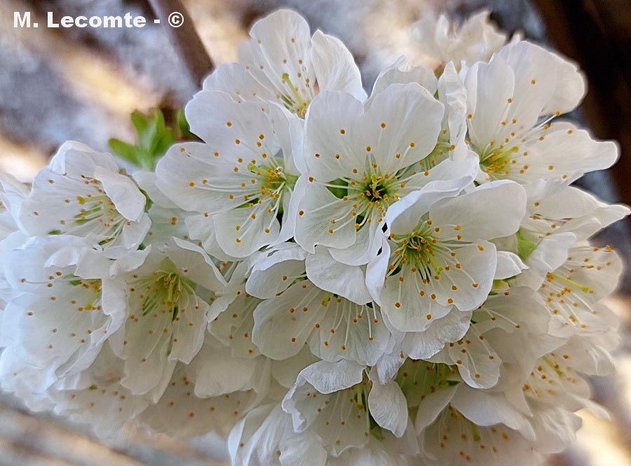 Prunus sp.