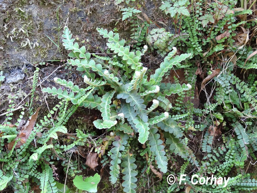 Asplenium ceterach