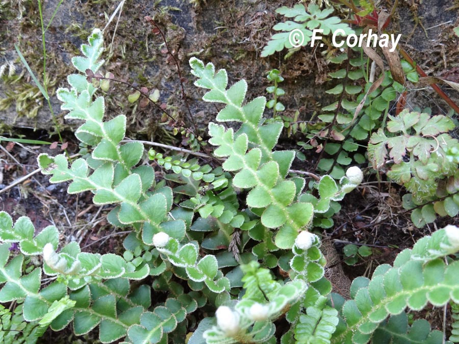 Asplenium ceterach