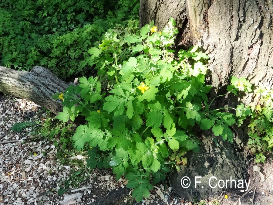 Chelidonium majus