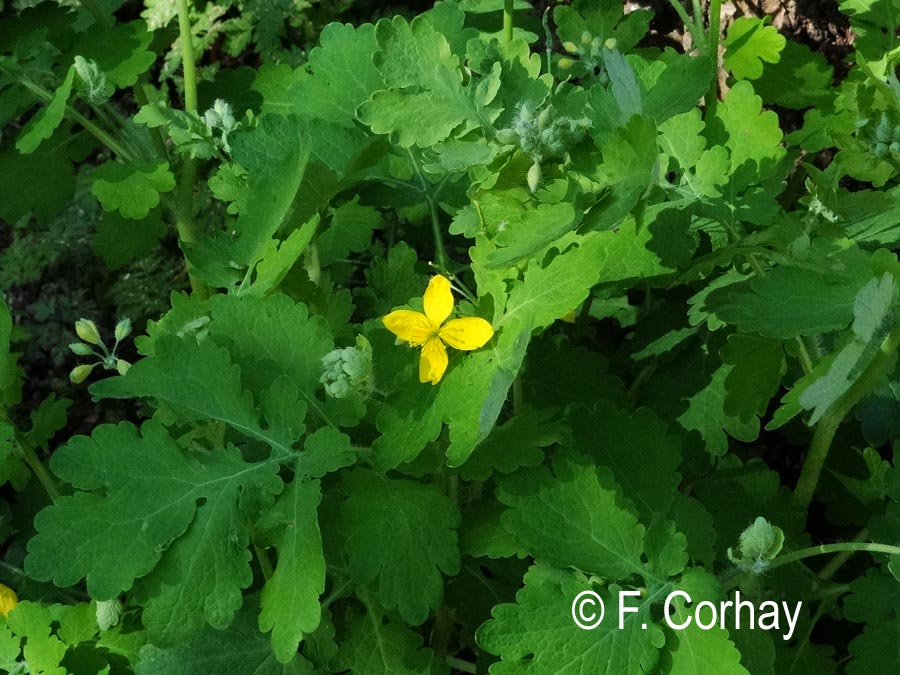 Chelidonium majus