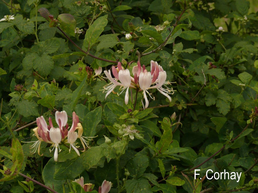 Lonicera periclymenum