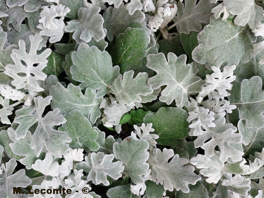 Jacobaea maritima (Cineraria maritima) (séneçon cinéraire, cinéraire maritime)