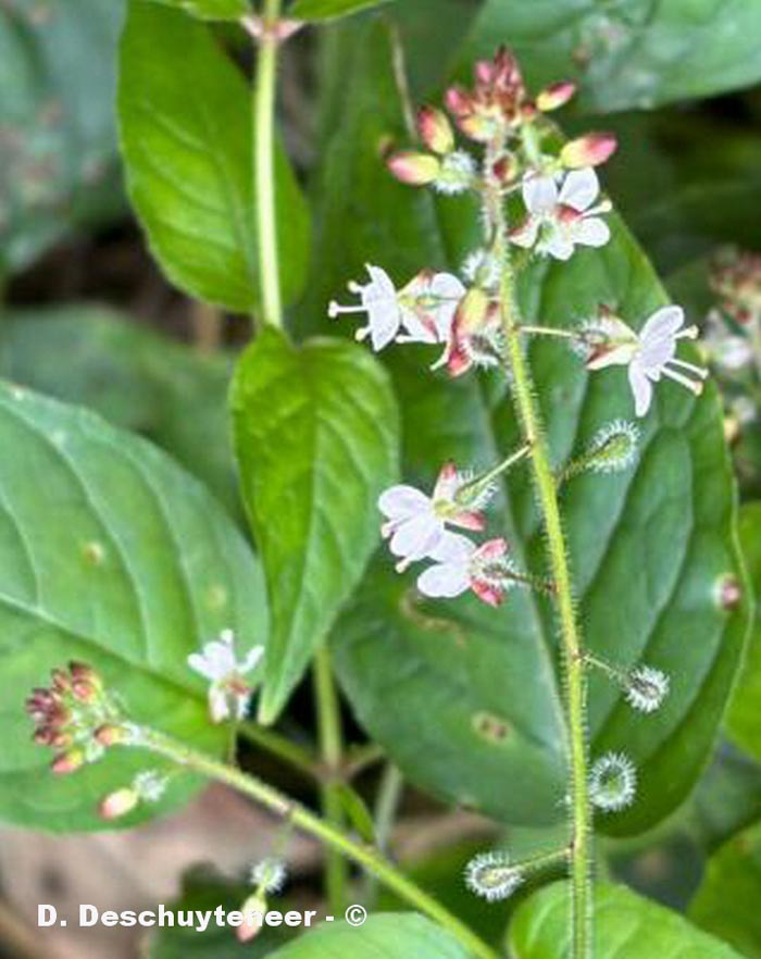 Circaea lutetiana