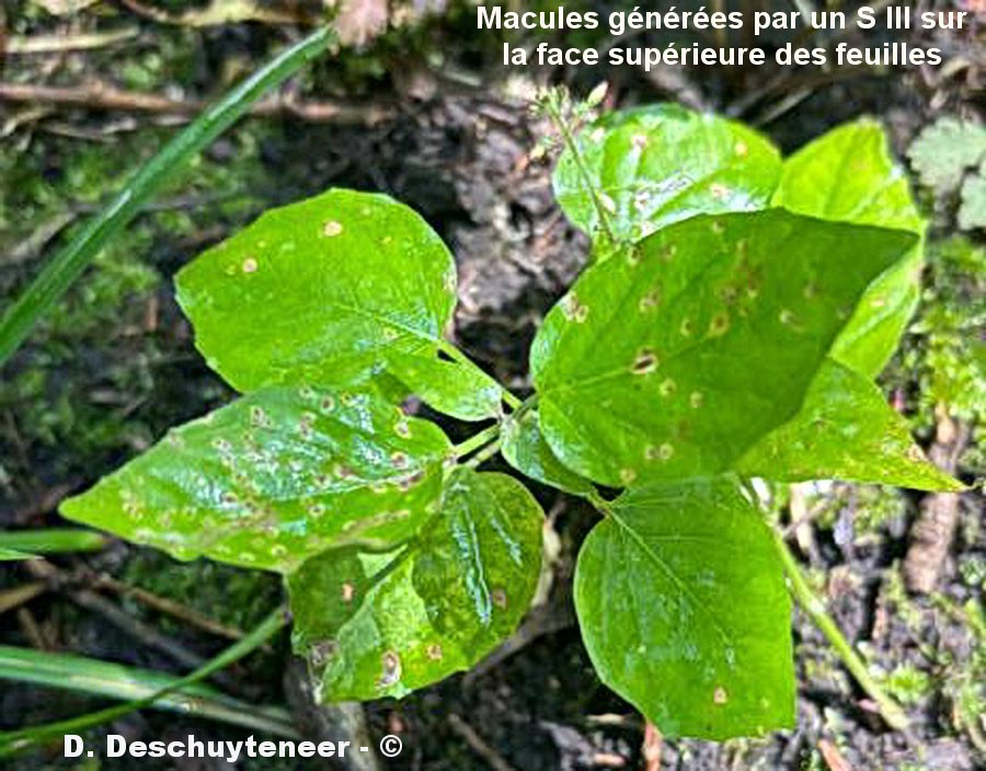 Circaea lutetiana
