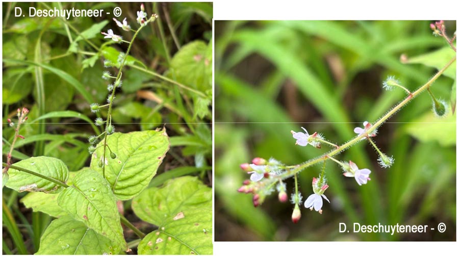 Circaea lutetiana