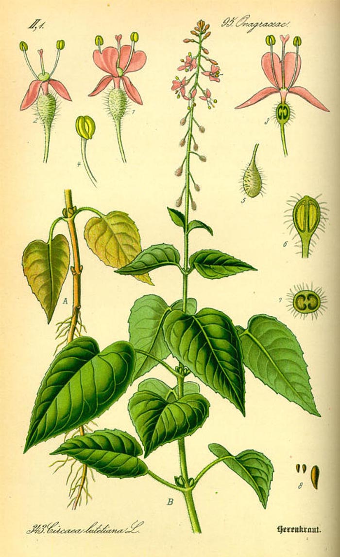 Circaea lutetiana