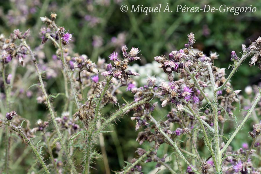 Cirsium palustre