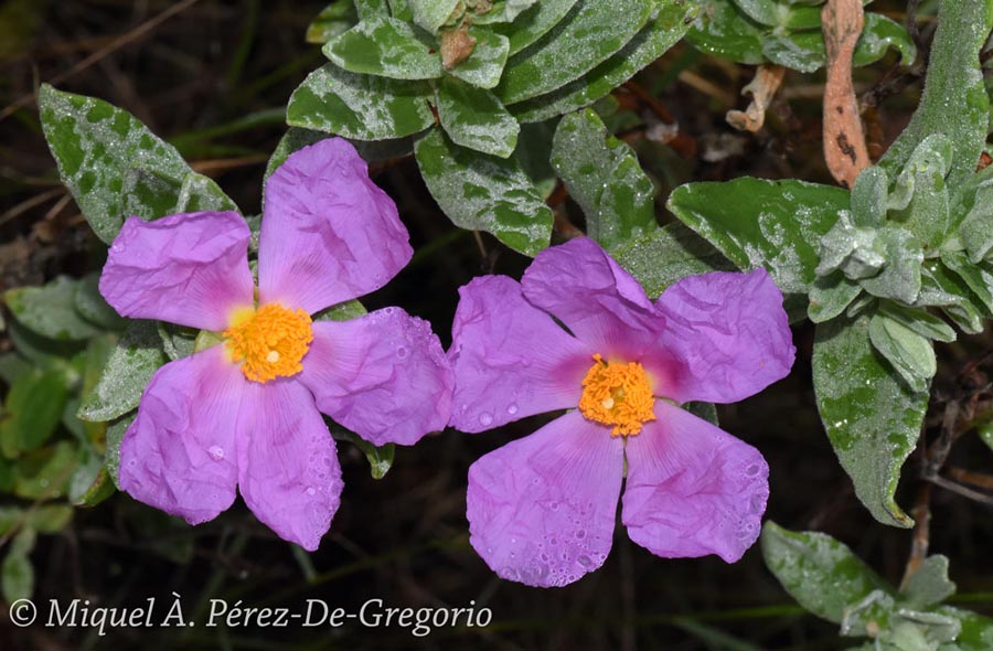 Cistus albidus