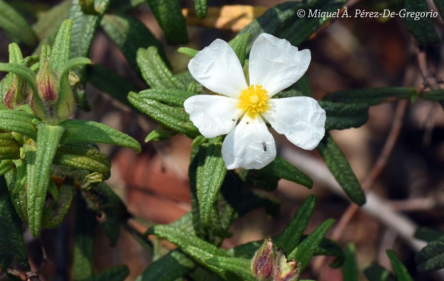 Cistus monspeliensis