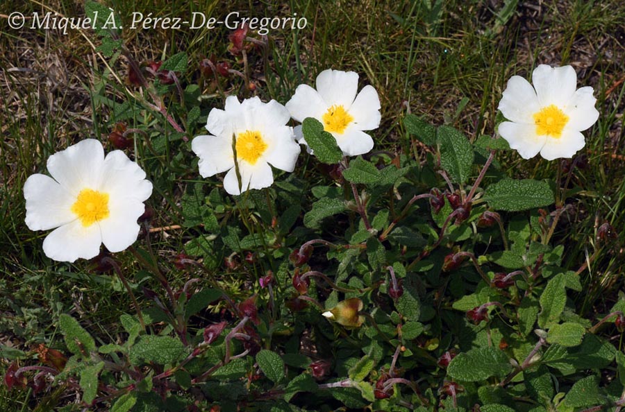 Cistus salviifolius