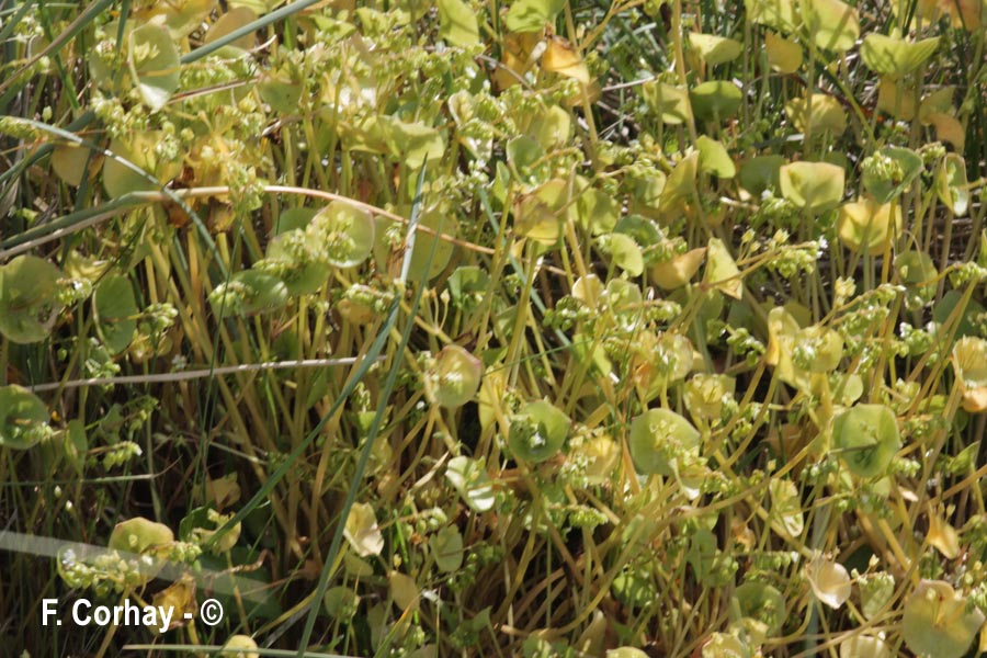 Claytonia perfoliata (claytonie perfoliée, de Cuba)