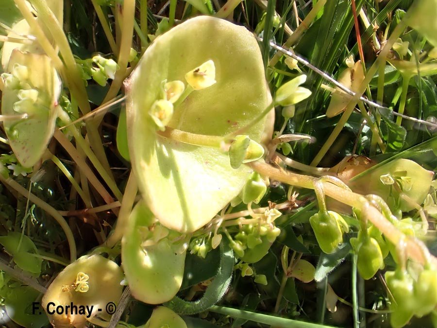 Claytonia perfoliata (claytonie perfoliée, de Cuba)
