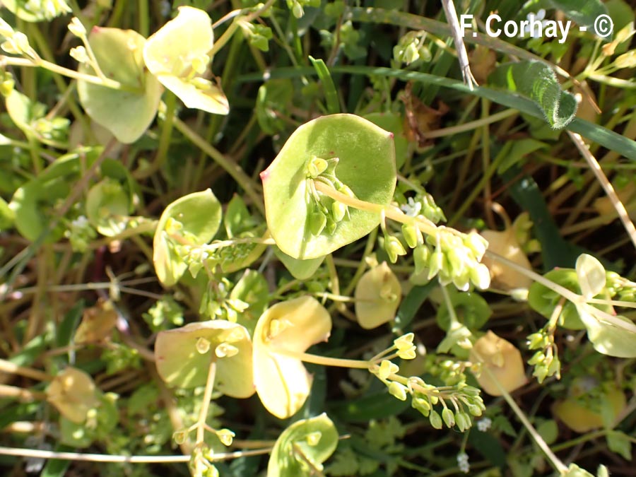 Claytonia perfoliata (claytonie perfoliée, de Cuba)