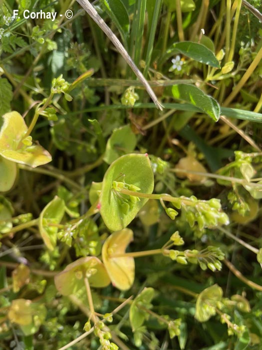 Claytonia perfoliata (claytonie perfoliée, de Cuba)