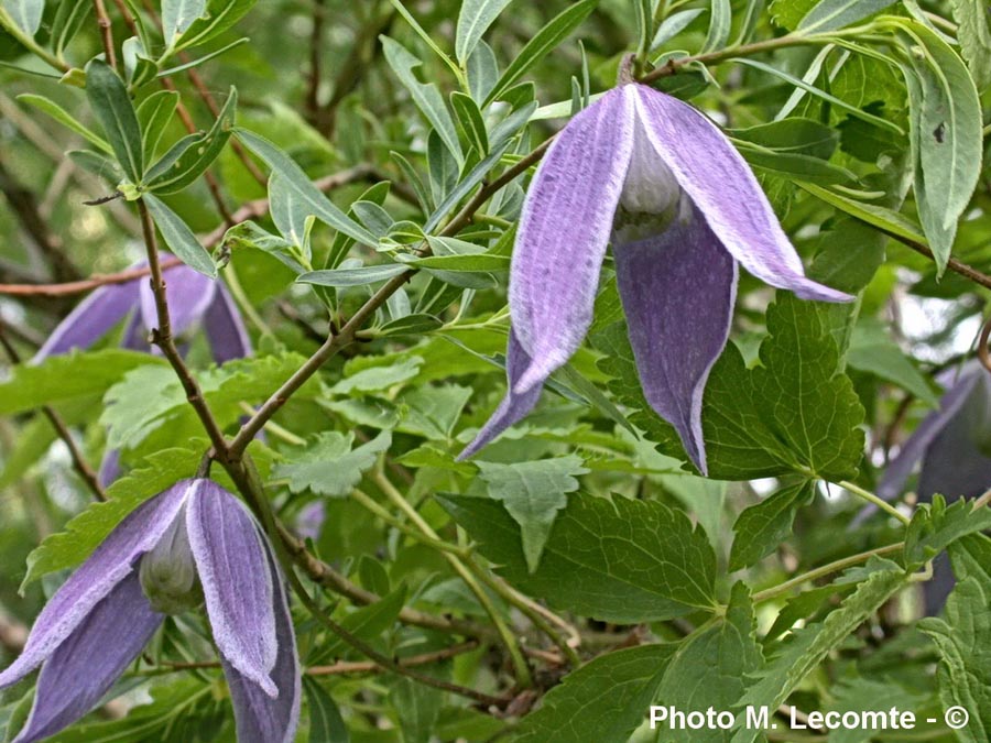 Clematis alpina