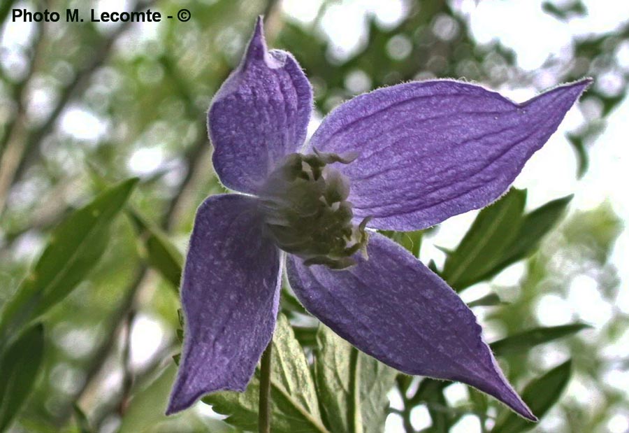 Clematis alpina