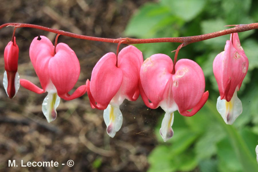 Dicentra spectabilis