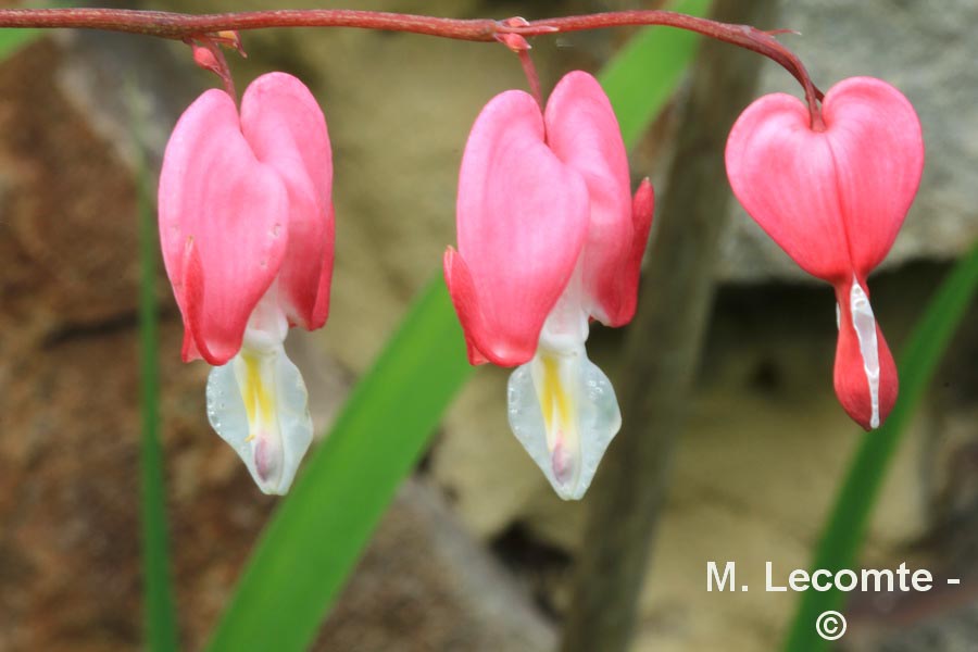 Dicentra spectabilis