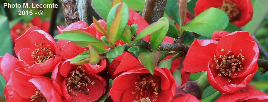 Chaenomeles japonica