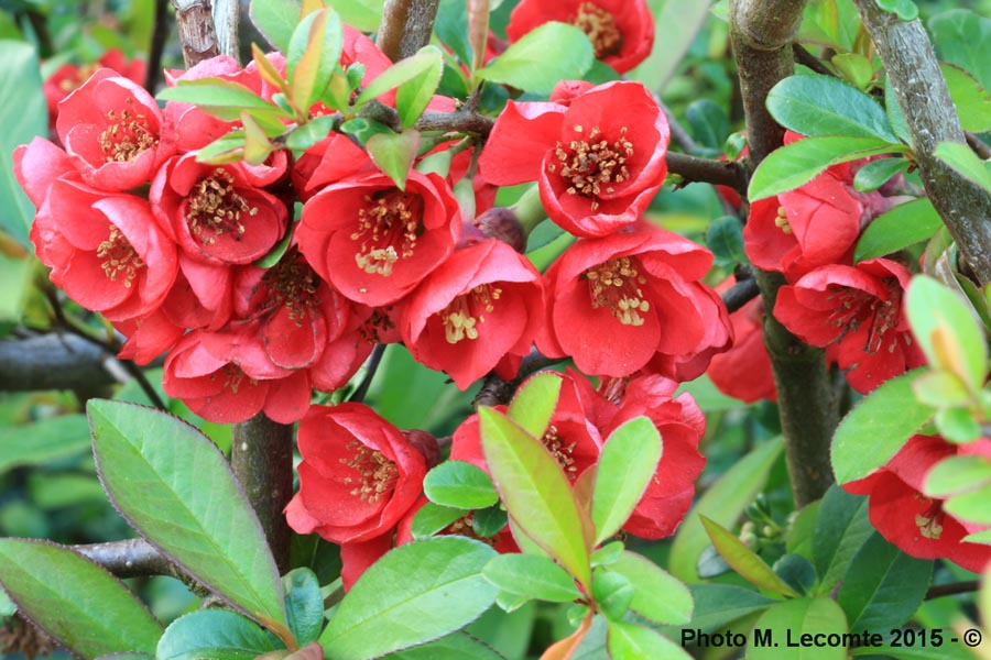 Chaenomeles japonica