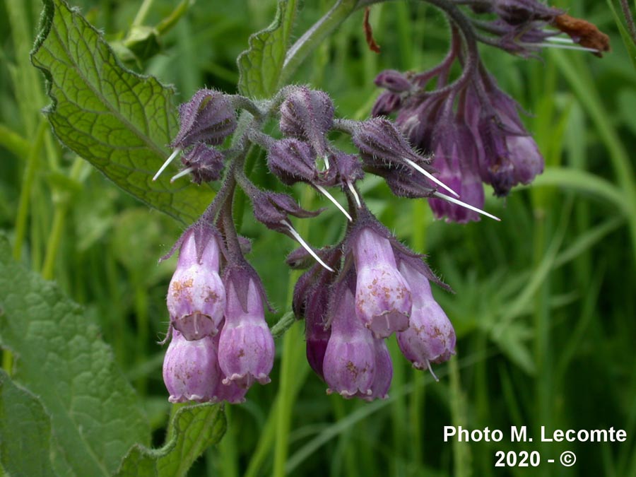 Symphytum officinale