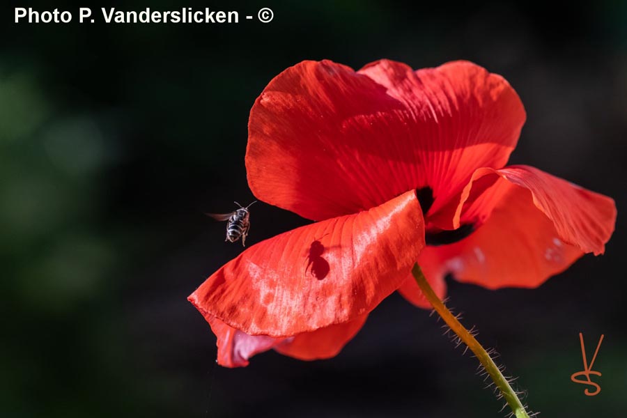 Papaver rhoeas