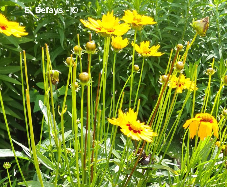 Coreopsis lanceolata (coréopsis)