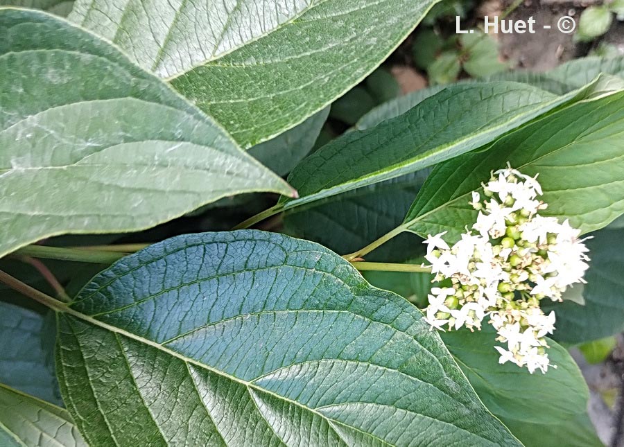 Cornus alba (cornouiller blanc)