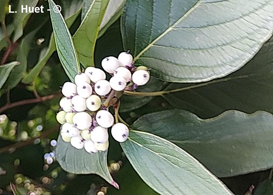 Cornus alba (cornouiller blanc)