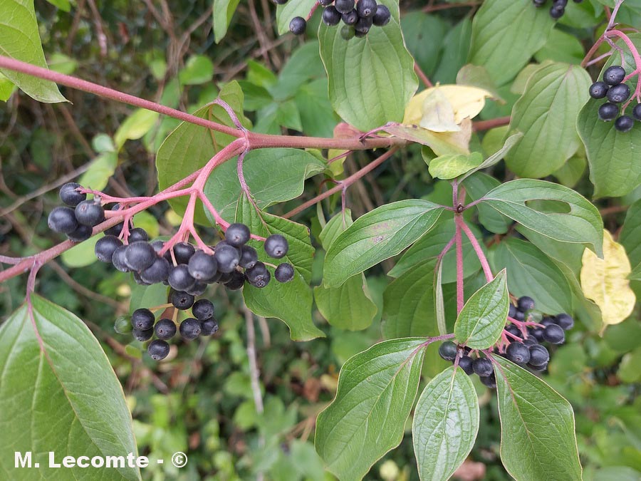 Cornus sanguinea