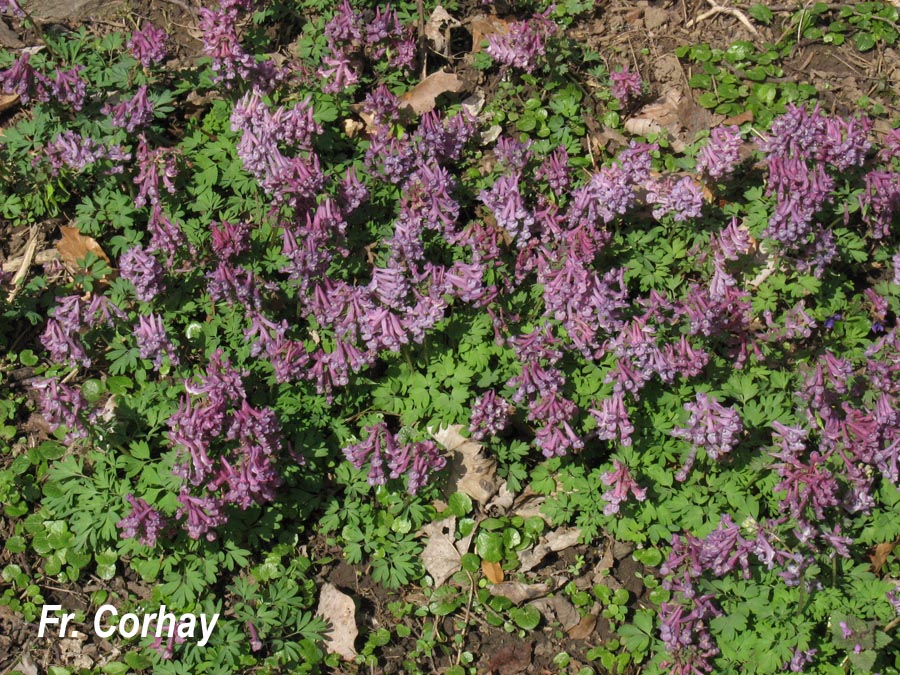 Corydalis solida