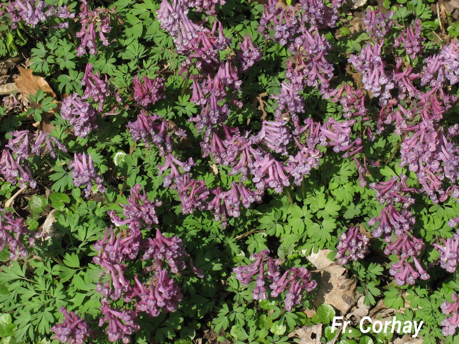 Corydalis solida