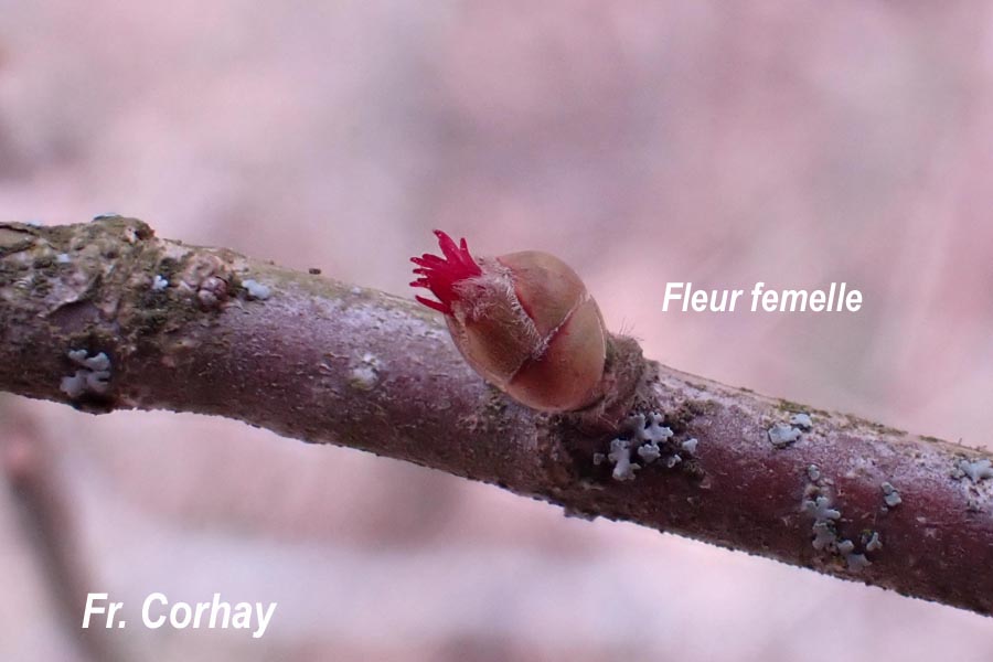 Corylus avellana (noisetier)