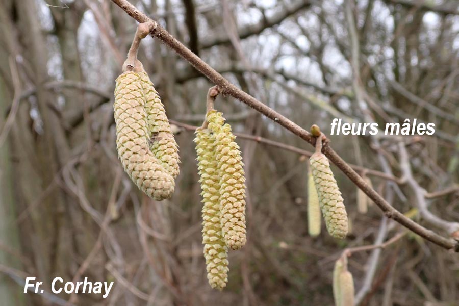 Corylus avellana (noisetier)