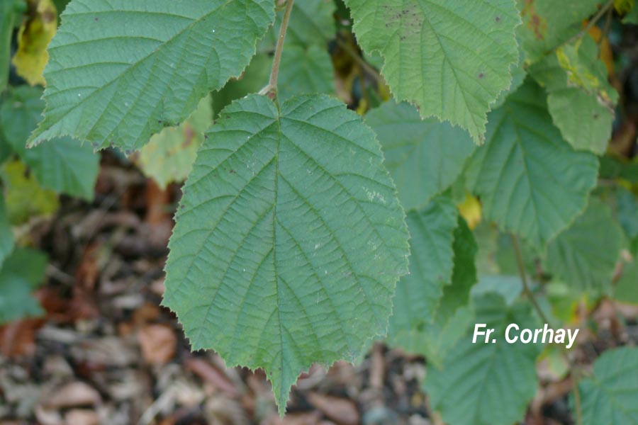 Corylus avellana (noisetier)