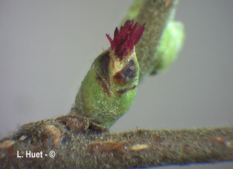 Corylus avellana