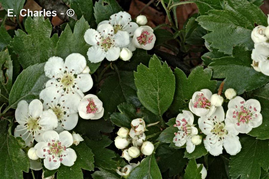 Crataegus monogyna