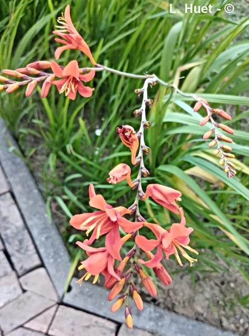 Crocosmia masoniorum
