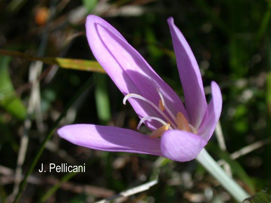 Crocus nudiflorus