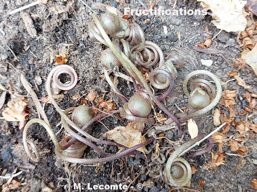 Cyclamen hederifolium