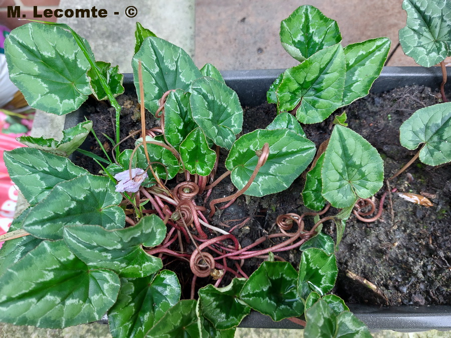 Cyclamen hederifolium