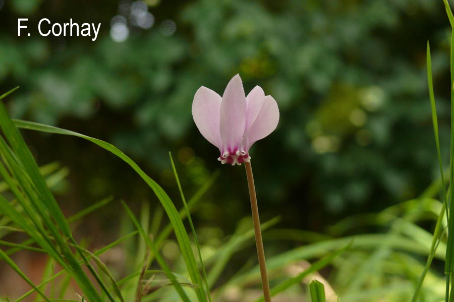 Cyclamen hederifolium