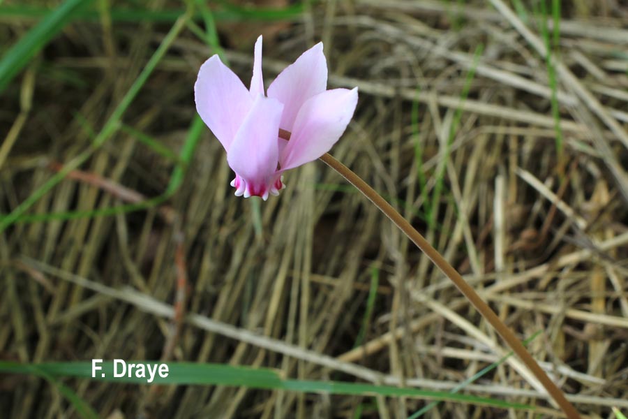 Cyclamen hederifolium