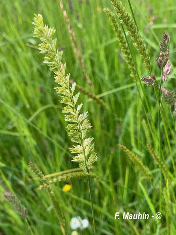 Cynosurus cristatus (crételle des prés)