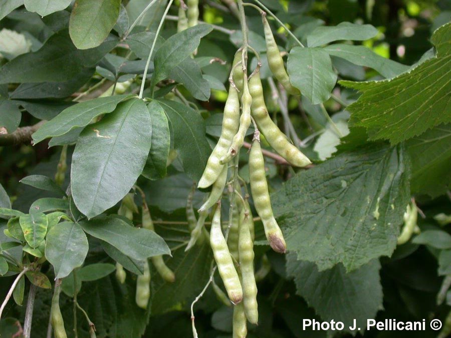 Laburnum anagyroides