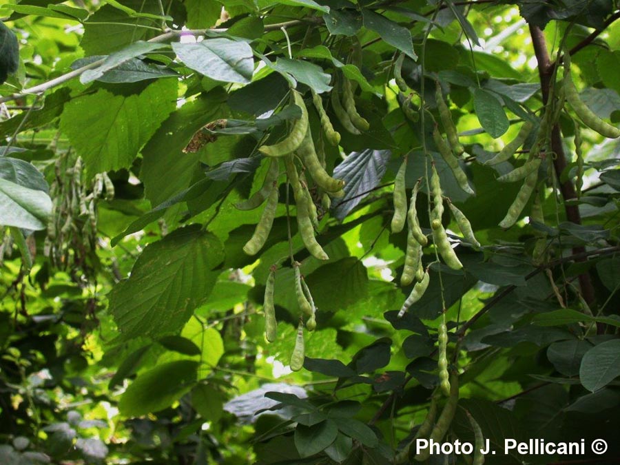 Laburnum anagyroides