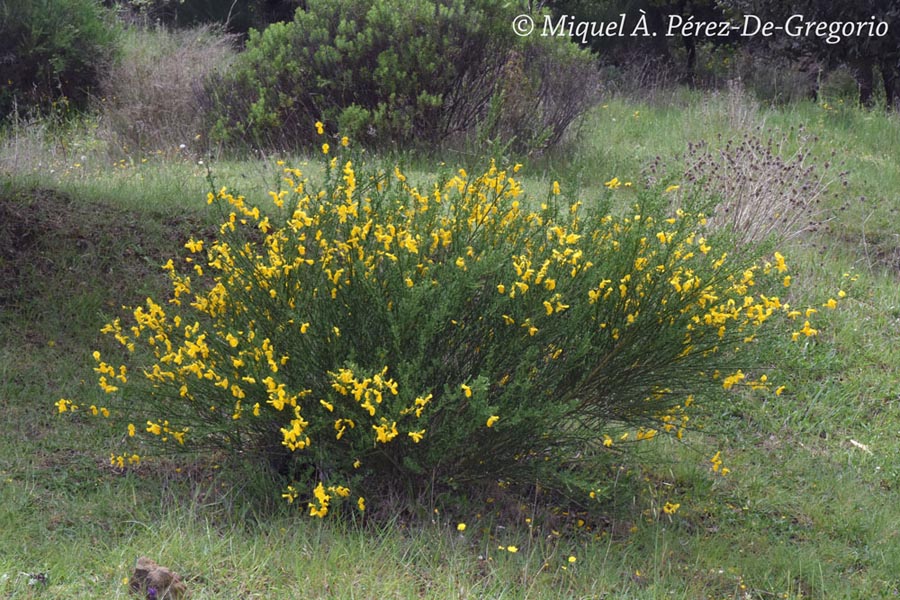 Cytisus scoparius