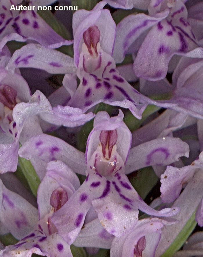Dactylorhiza fuchsii