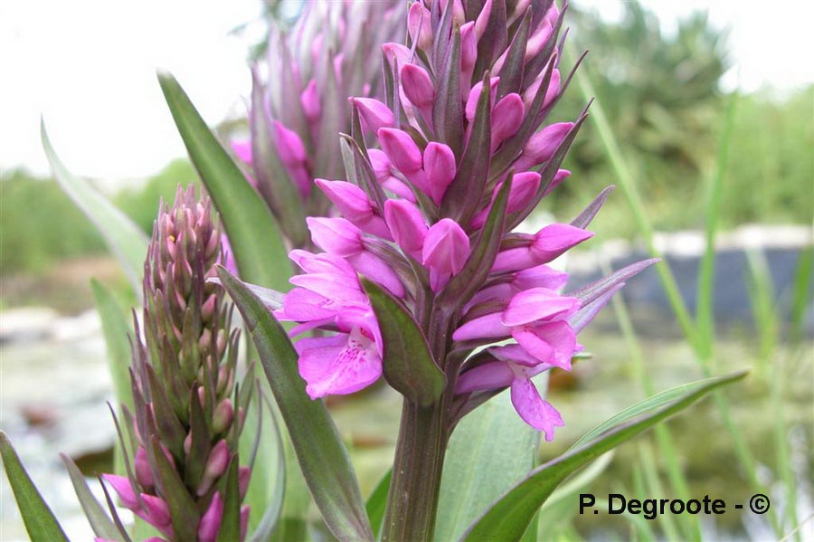 Dactylorhiza incarnata (dactylorhize incarnat)